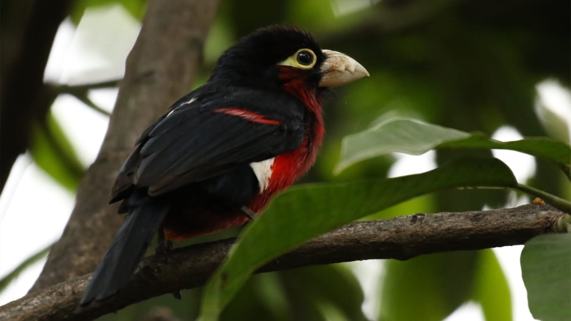 夏季皮划艇比赛,极速穿梭水流,皮划艇挑战赛