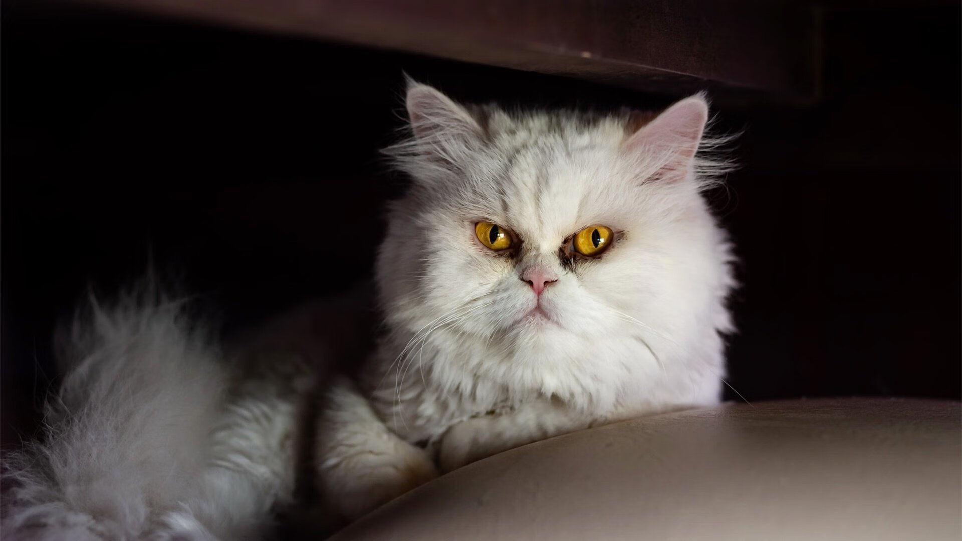 德甲“黑马”球队逐渐崭露头角，德甲俱乐部球队