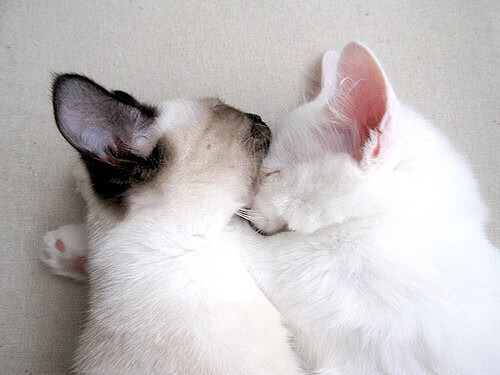 校园足球赛事助力国家青少年足球战略实施,为未来培育新力量,青少年校园足球比赛