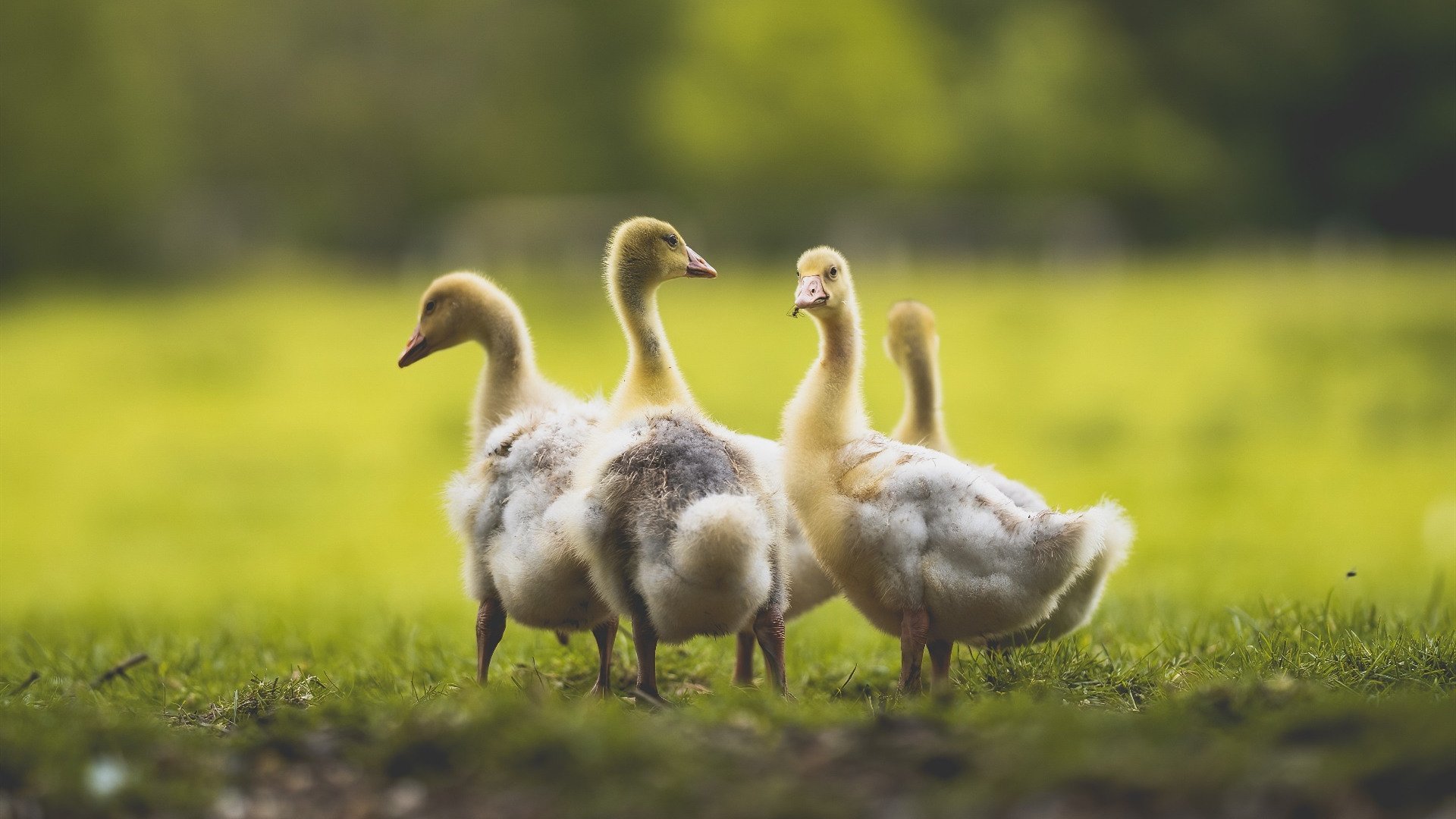 爱游戏体育官方网站-电竞比赛中的个人能力：技术精湛，操作娴熟，电竞比赛术语