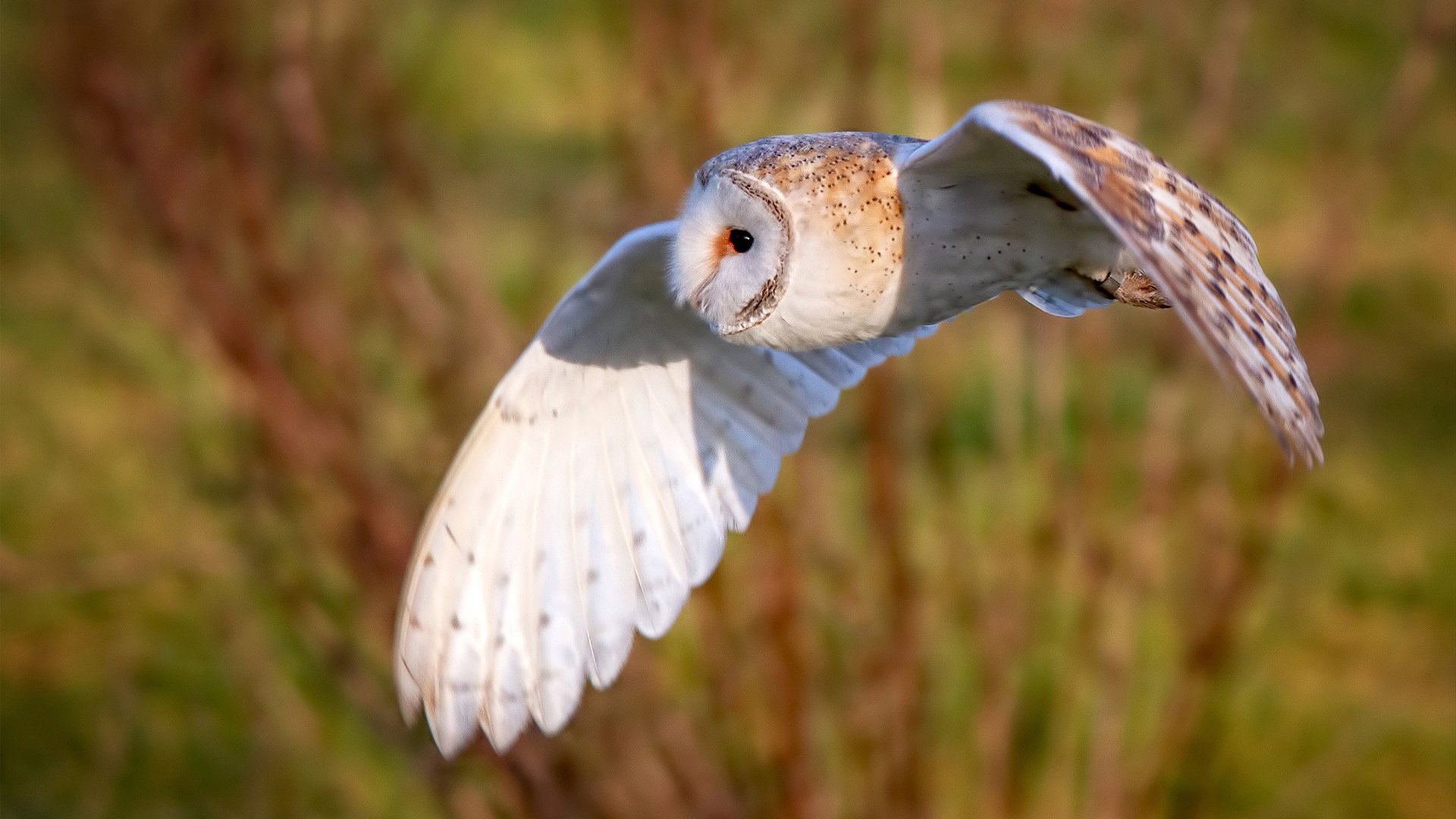 爱游戏官方-纽卡斯尔1-0击败布莱顿，伊萨克头球破门，纽卡斯尔引援最新消息