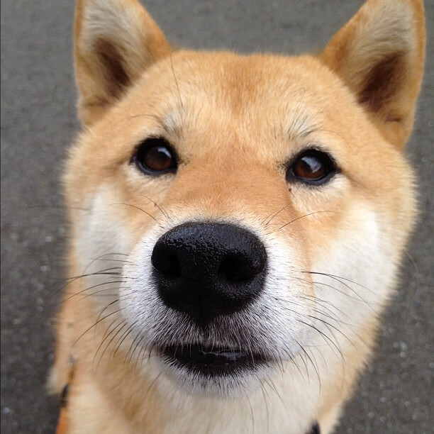 纽卡斯尔联中锋爆发，赢得多场关键战，纽卡斯尔联中锋爆发,赢得多场关键战绩