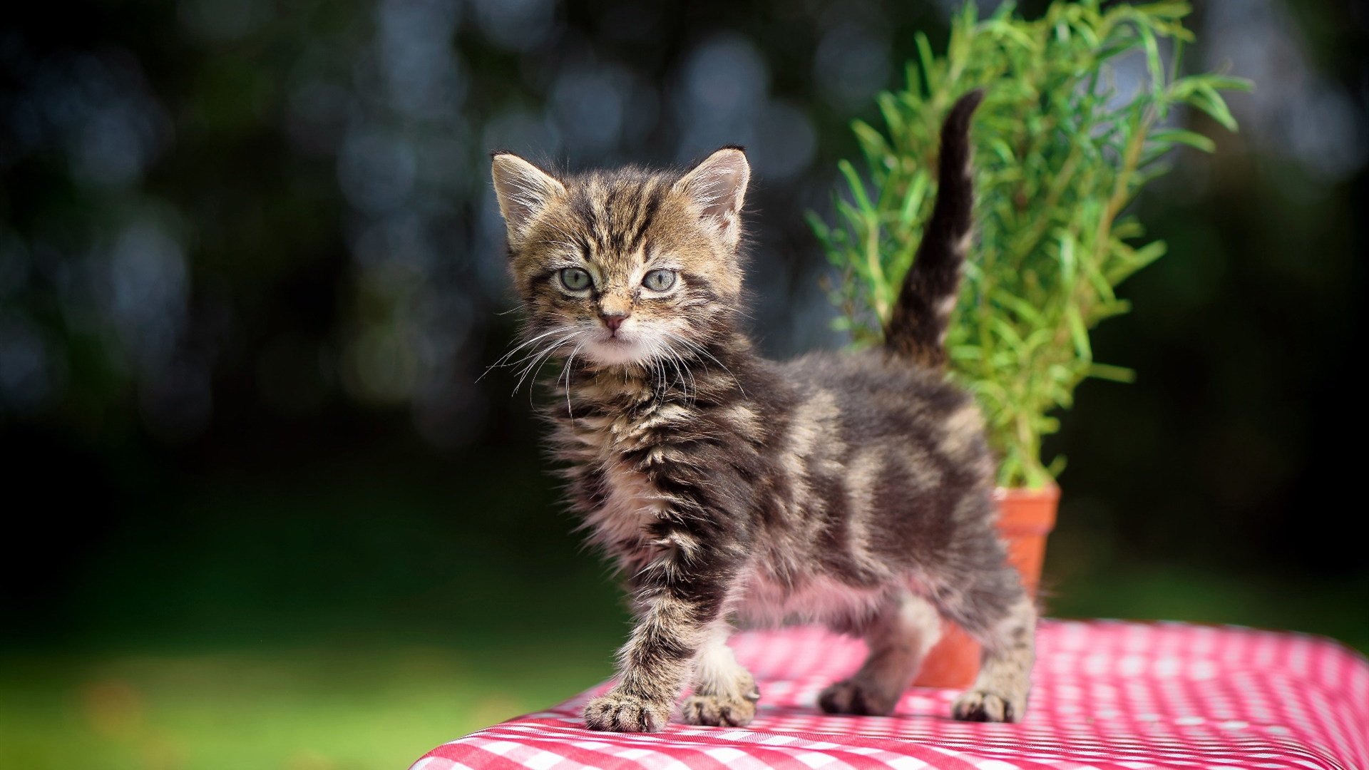 爱游戏电竞官网-足球俱乐部社会责任报告发布引发讨论，足球俱乐部现状