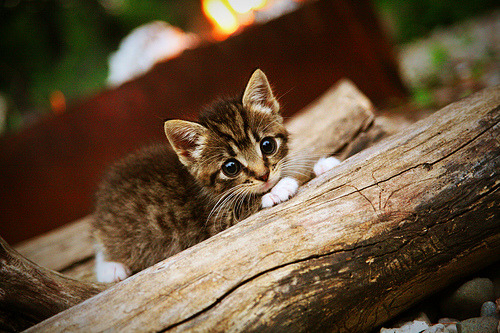 CS_GO美国高校联赛激战正酣，csgo高校联赛排名