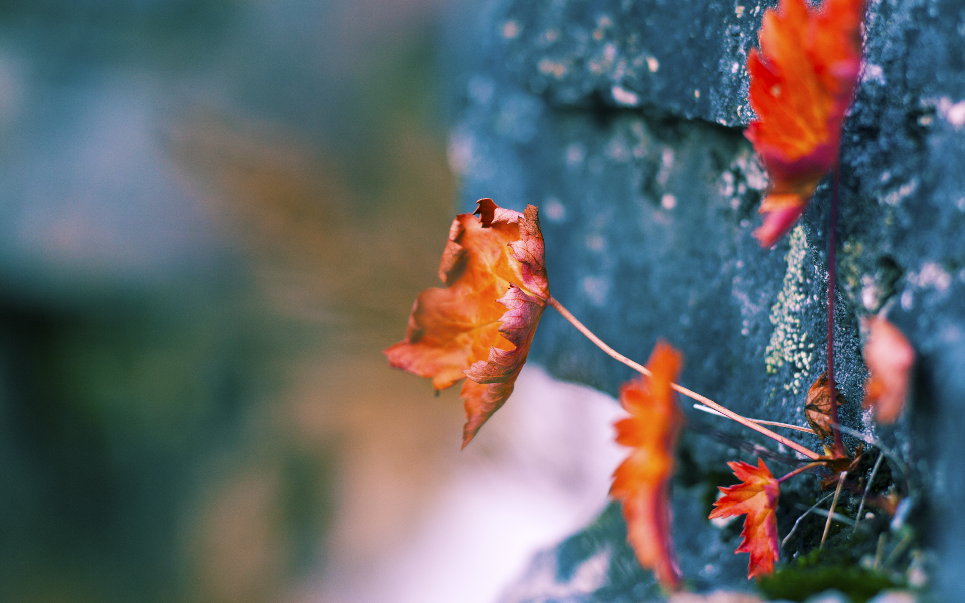 中超冠军出炉，山东泰山逆转锁定联赛头名，2021中超山东泰山比赛直播