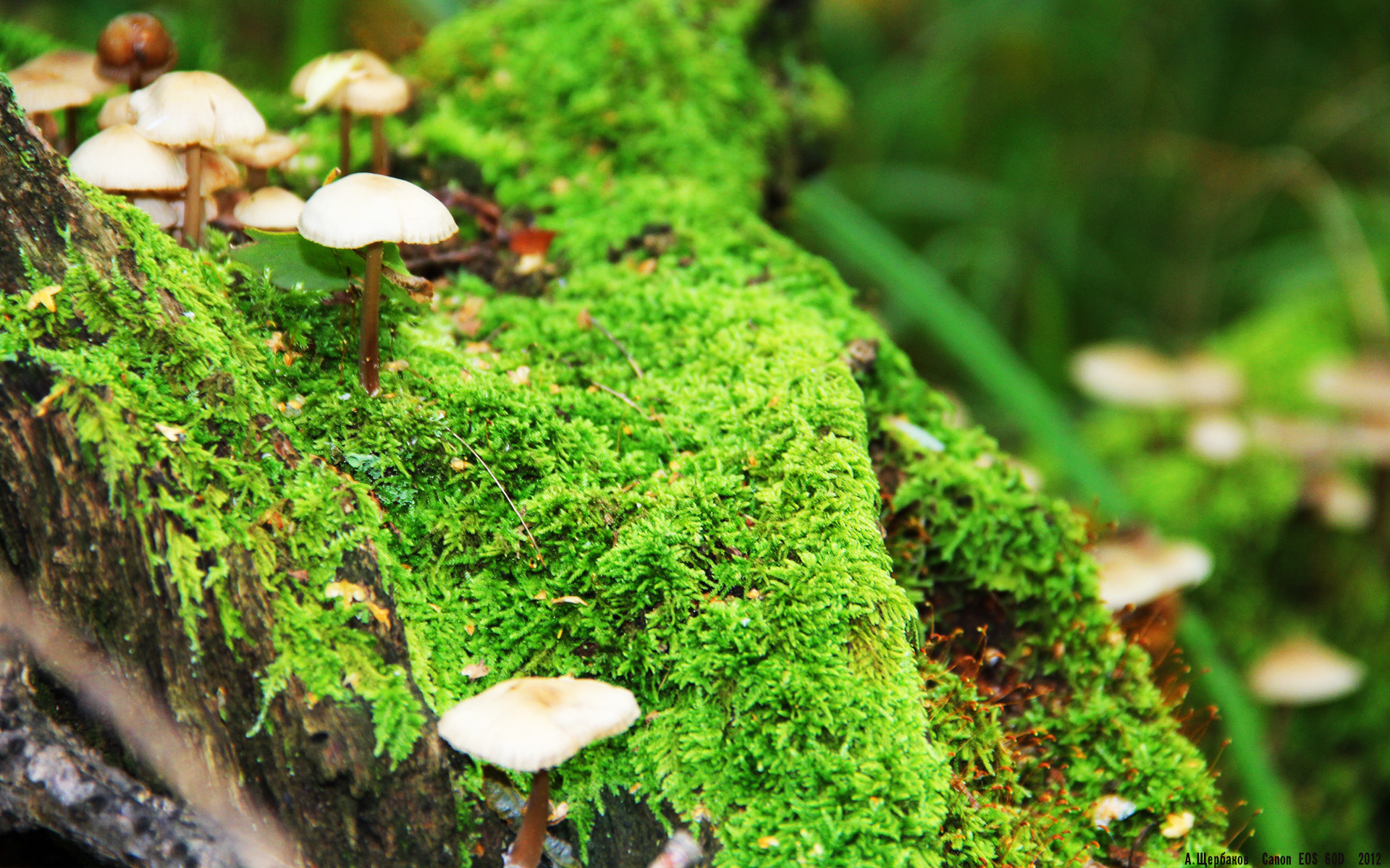 俄罗斯篮球赛事即将迎来第二轮激烈争夺，俄罗斯篮球超级联赛2直播