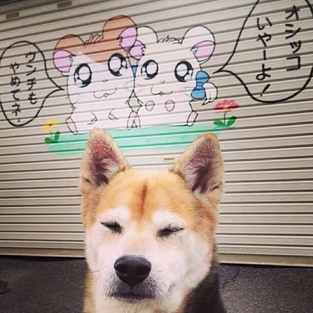 爱游戏娱乐平台-巴西马术队在巴黎奥运会障碍赛团体决赛中获得铜牌，展现出色表现。