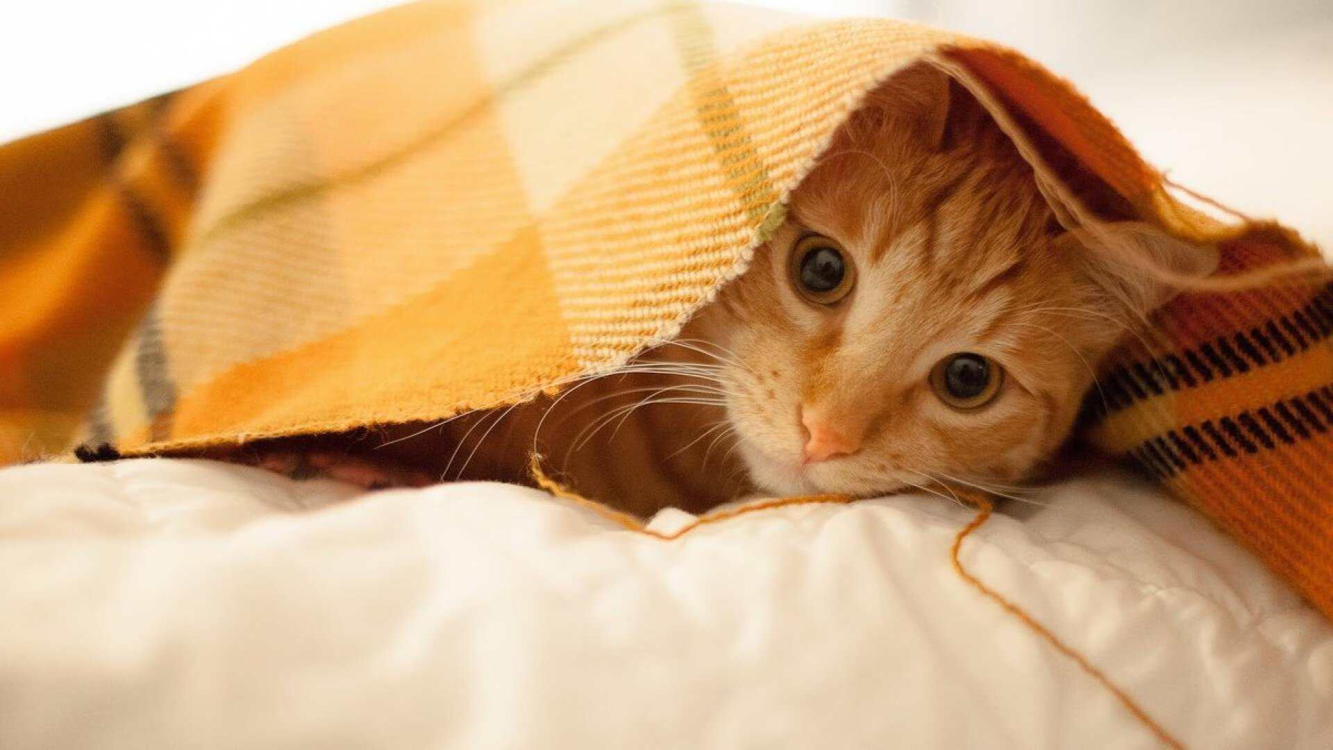 本泽马荣获欧洲杯金球奖,本泽马欧冠