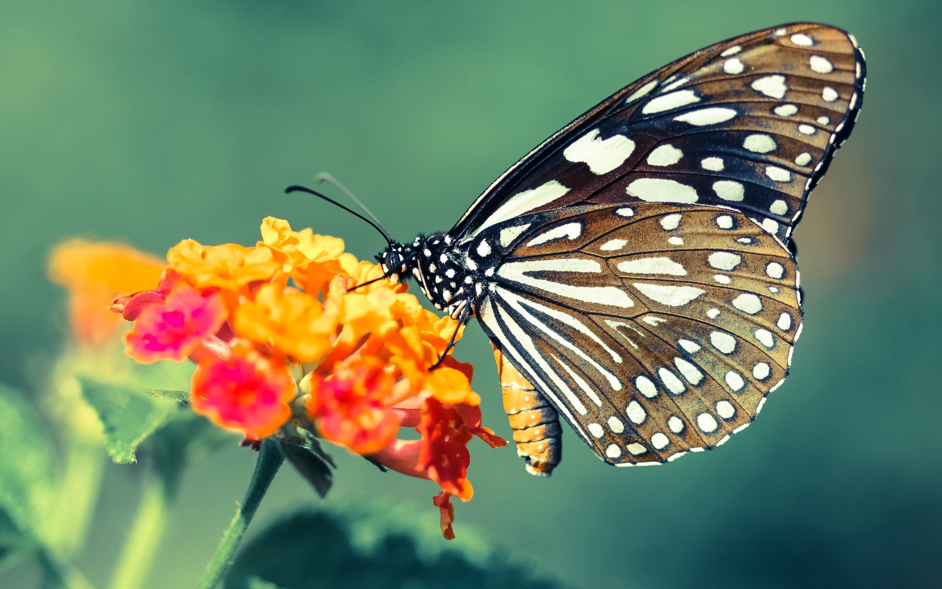 精彩比赛引发球迷热议,谁能称雄,比赛精彩程度