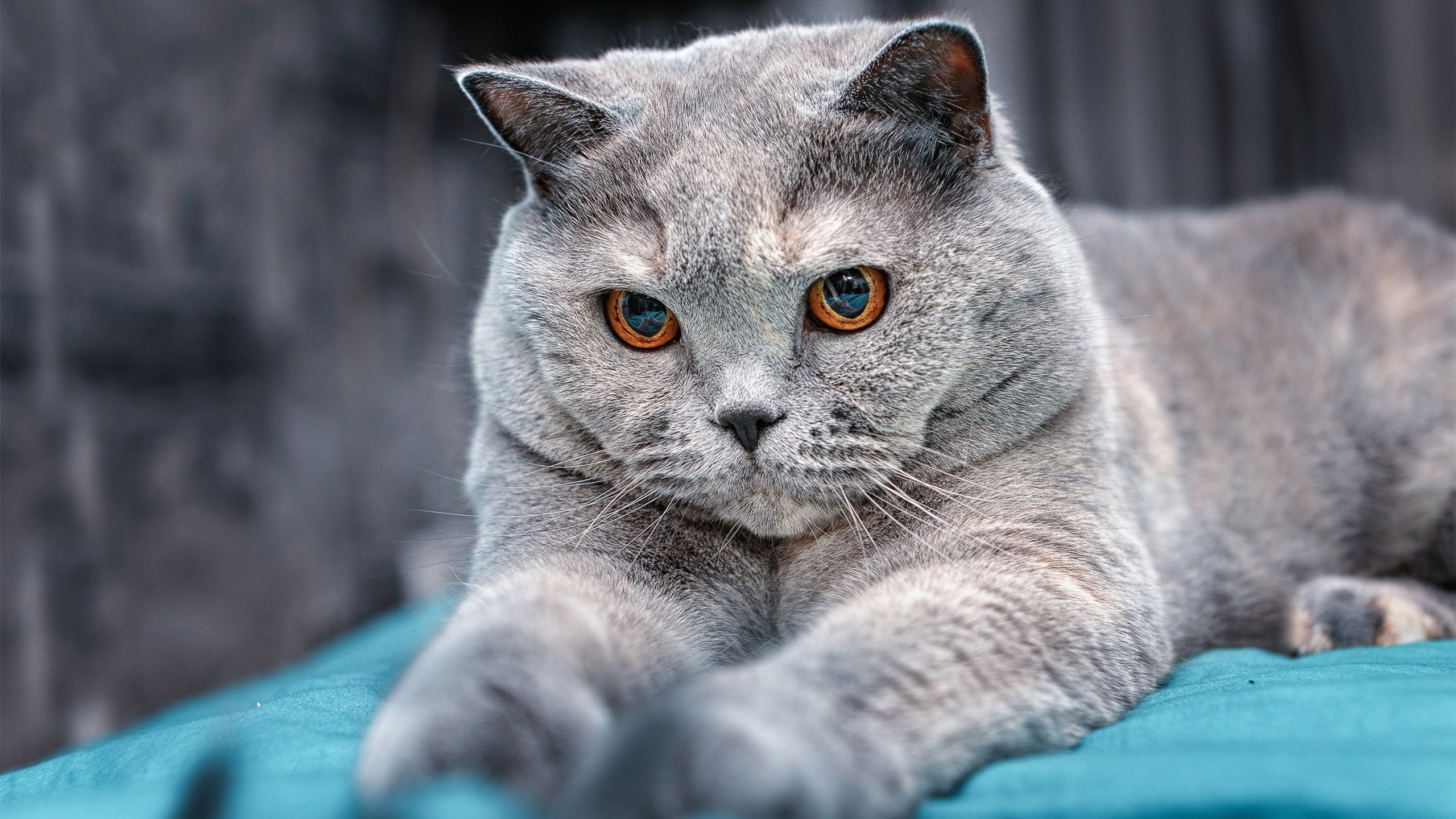 NBA球队阵容深度优化策略，nba队伍分析