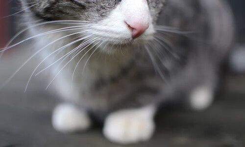 体育运动对大学生学习倦怠的调节作用研究，体育运动对大学生身心健康的影响