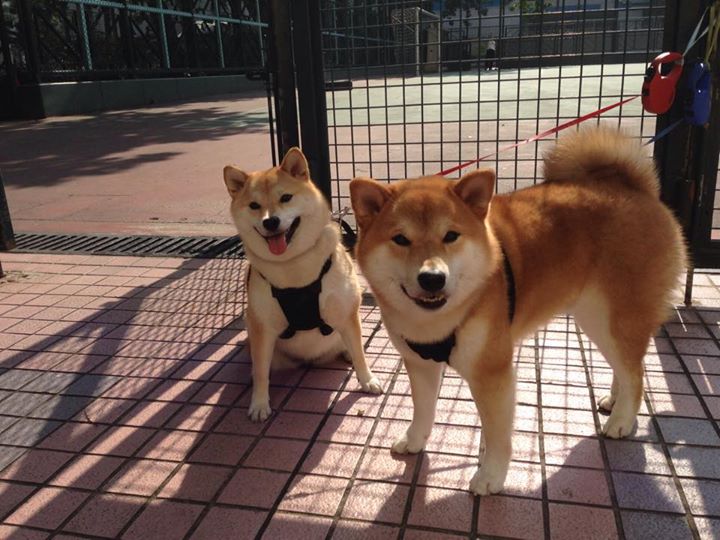 爱游戏综合娱乐-德甲裁判语义分析技术提升VAR判罚效率的应用，什么是var裁判