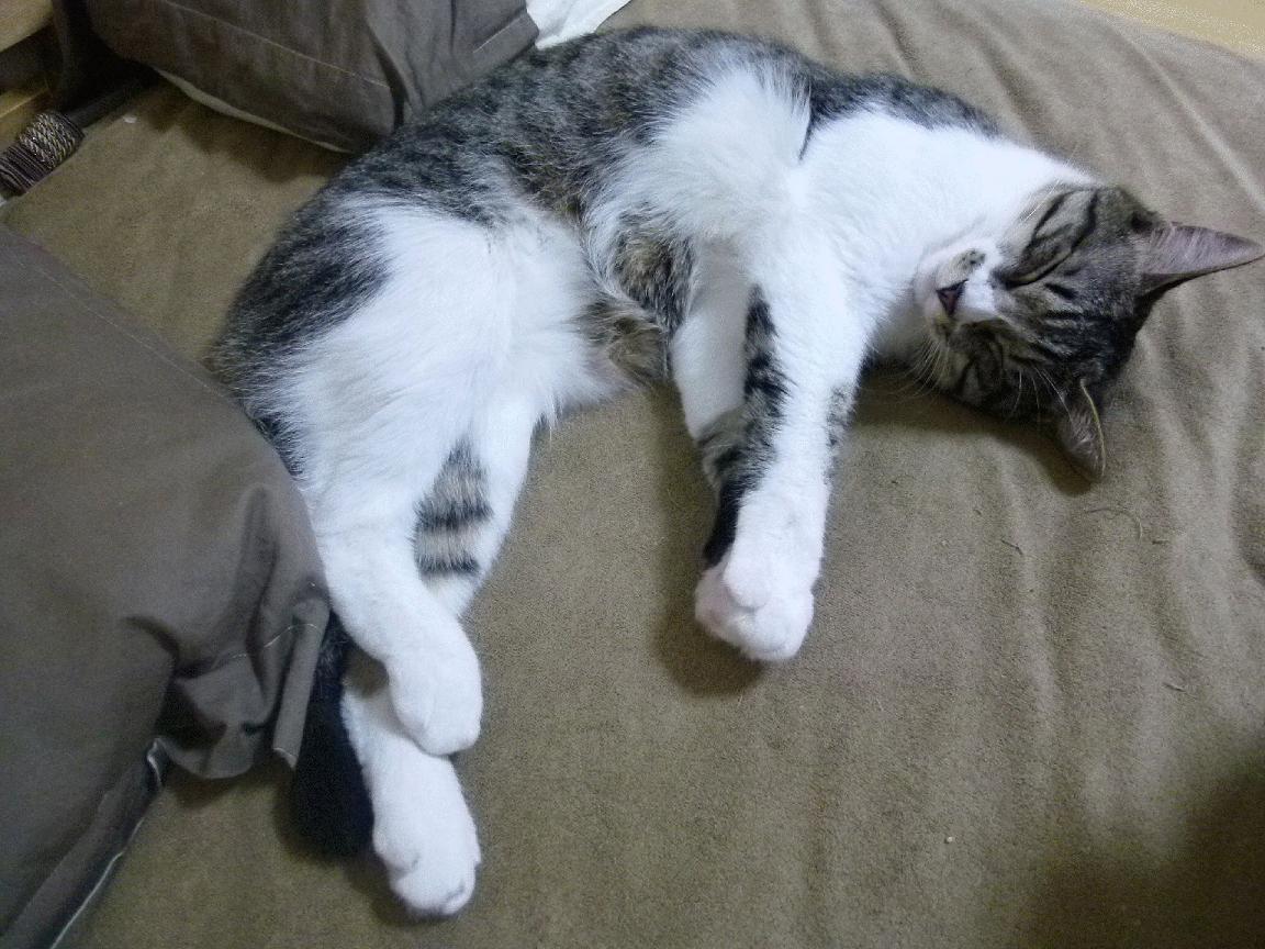 中国足球教练员资格认证问题,中国足球协会教练员管理系统注册