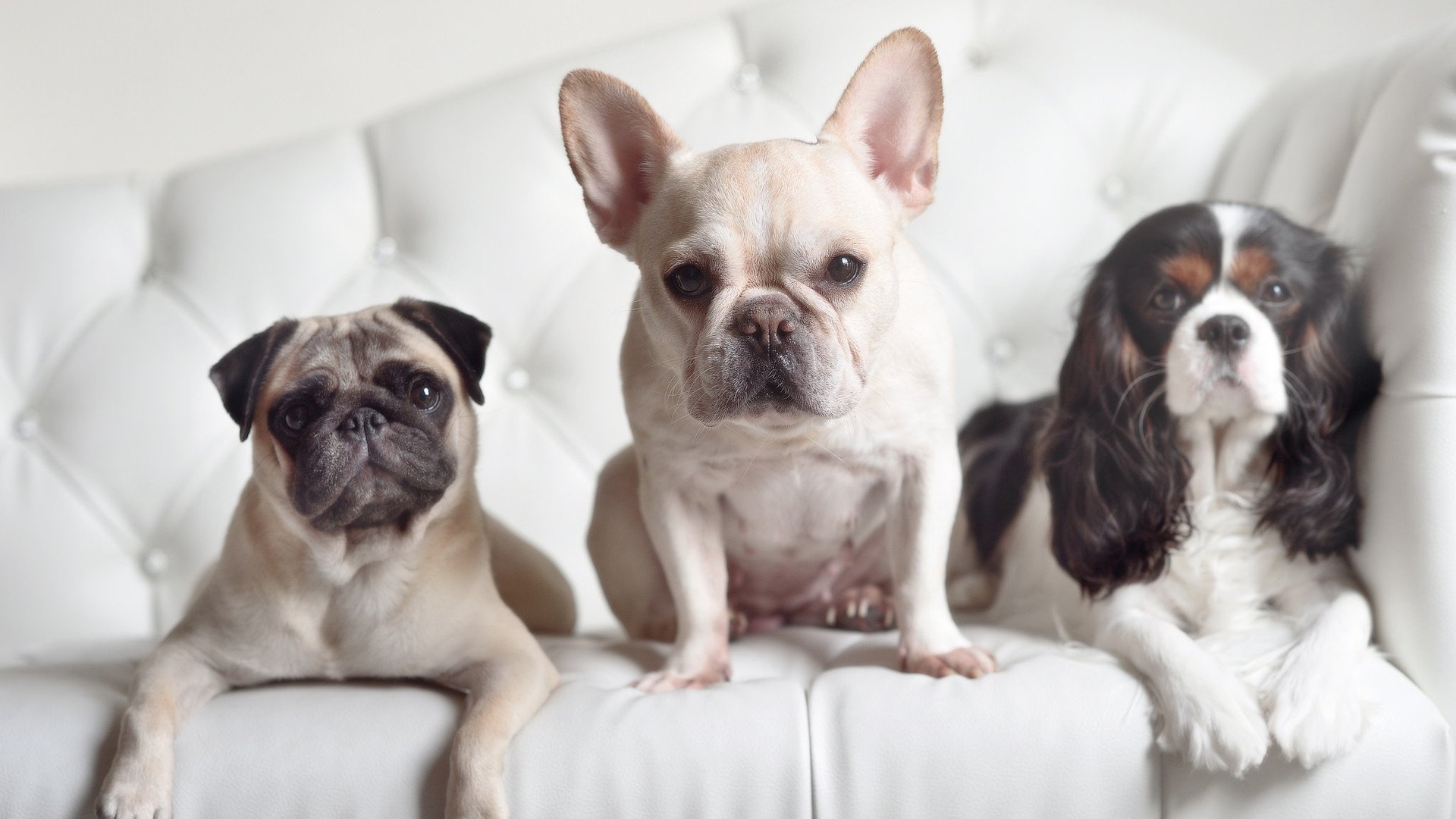 五大联赛是否呈现中前场球员多功能化趋势，五大联赛球迷进场