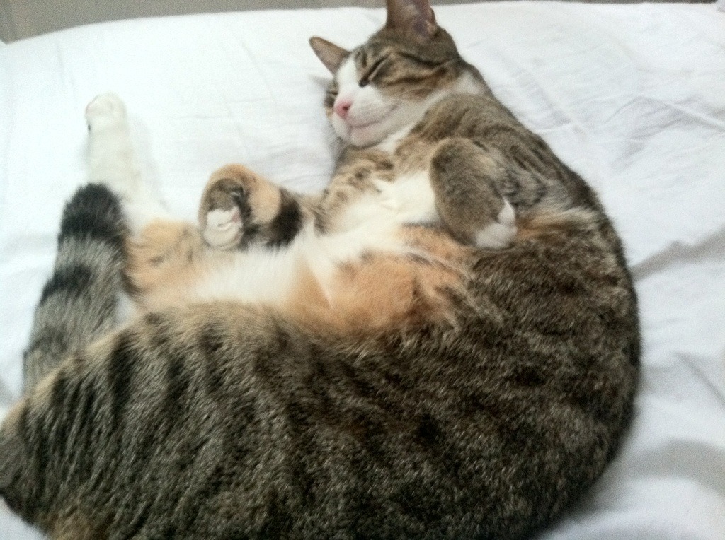 爱游戏电竞官网-田径赛道老将新秀同台竞技，老将田径锦标赛成绩