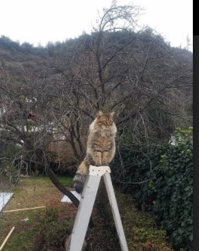 爱游戏官方网站-德甲榜首之争形势分析，德甲第一名