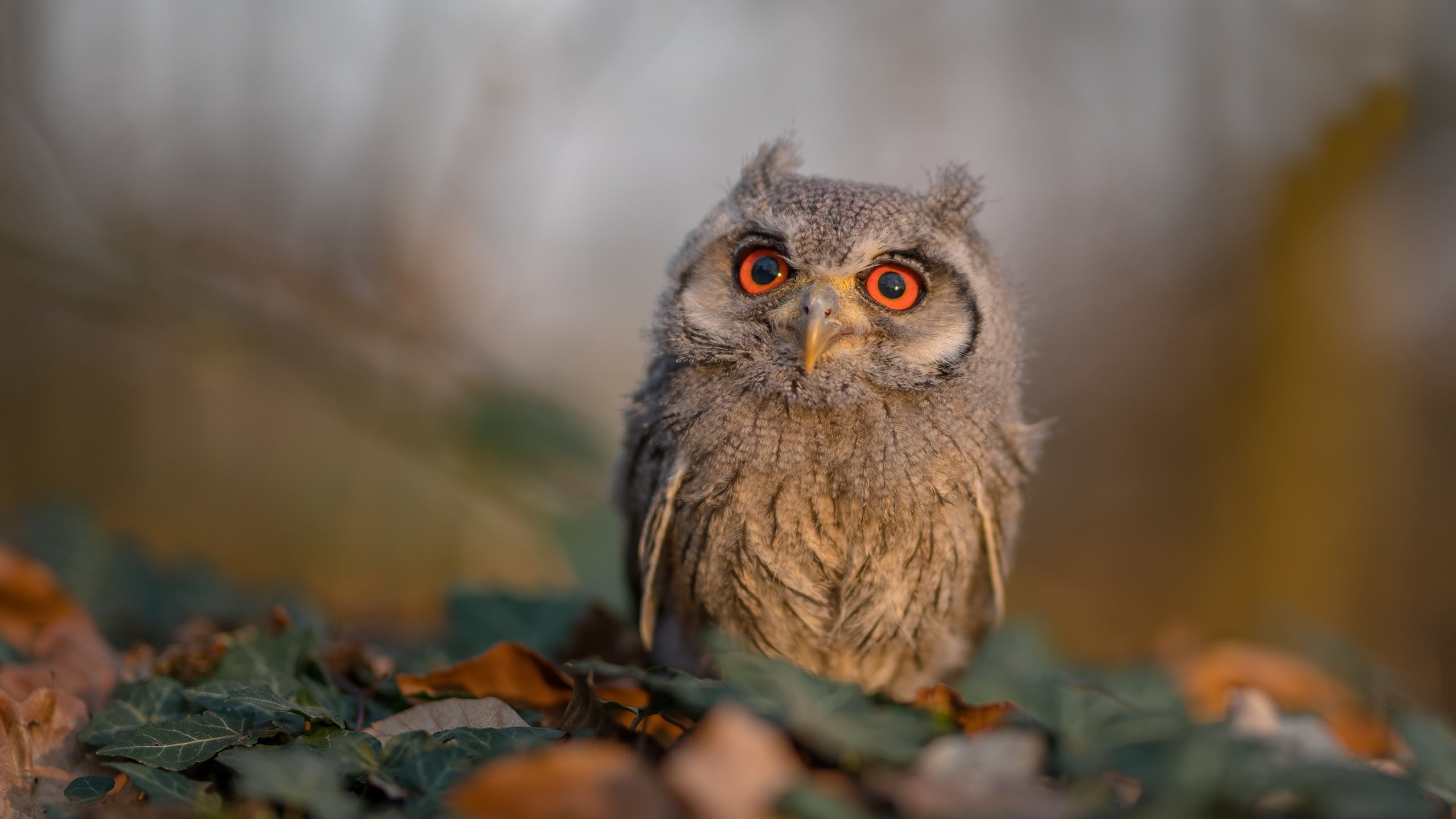 爱游戏娱乐平台-掘金小将连续加练获主帅表扬有望轮换提名，掘金老将