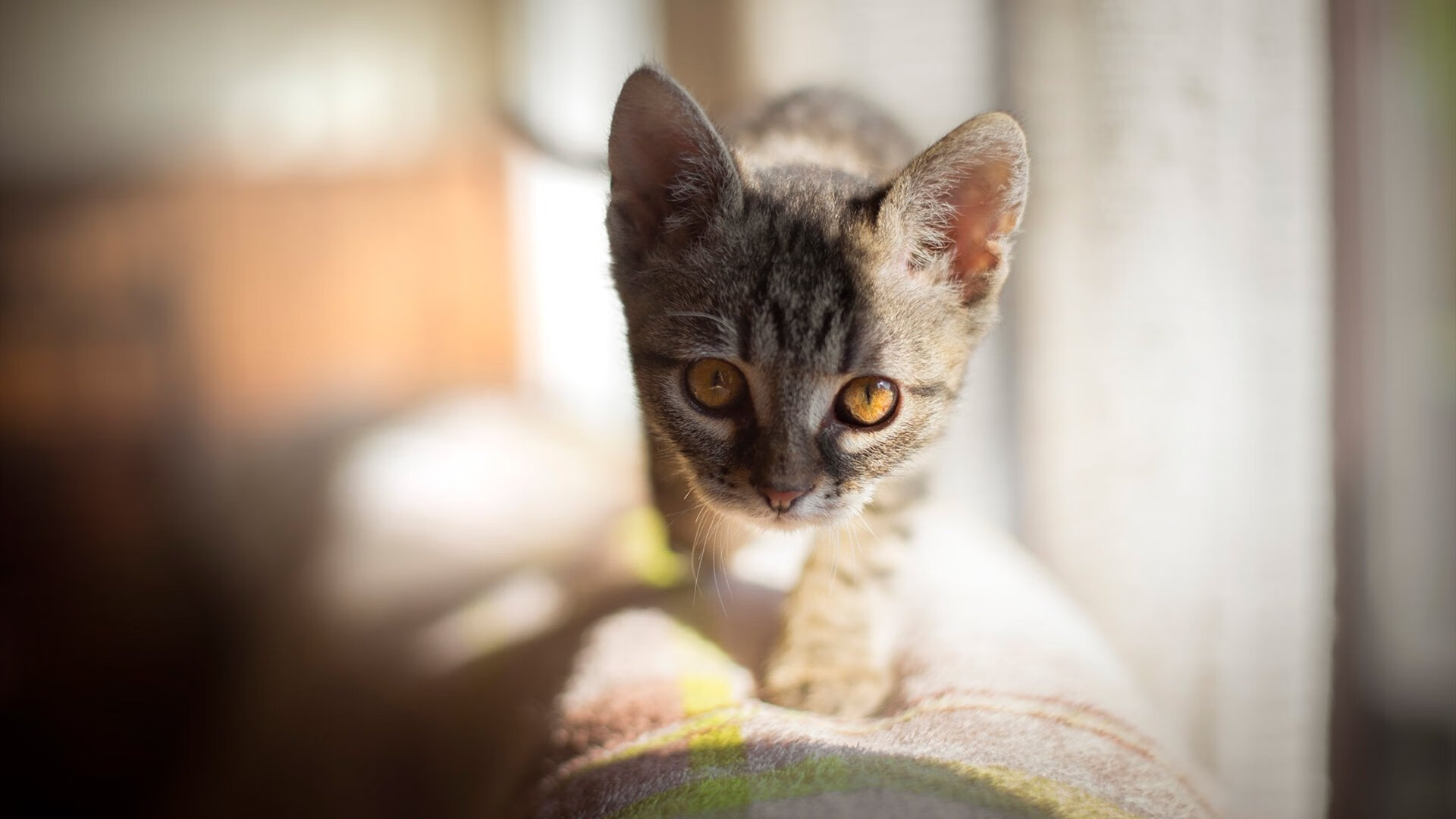 退役运动员积极参与青少年篮球培训传承宝贵经验,篮球退役仪式策划